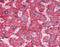 SRBC antibody, TA318083, Origene, Immunohistochemistry frozen image 