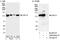 Non-SMC Condensin I Complex Subunit G antibody, A300-602A, Bethyl Labs, Immunoprecipitation image 