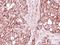 Enoyl-CoA hydratase, mitochondrial antibody, NBP2-16264, Novus Biologicals, Immunohistochemistry frozen image 