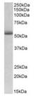 Tripartite Motif Containing 72 antibody, orb125071, Biorbyt, Western Blot image 