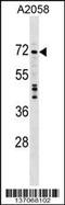 DDX21 antibody, 59-101, ProSci, Western Blot image 
