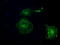Guanylate Binding Protein 2 antibody, LS-C114765, Lifespan Biosciences, Immunofluorescence image 