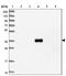 MANSC domain-containing protein 4 antibody, NBP2-32618, Novus Biologicals, Western Blot image 
