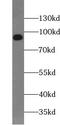 USH1 Protein Network Component Harmonin Binding Protein 1 antibody, FNab09300, FineTest, Western Blot image 