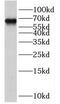 SNW domain-containing protein 1 antibody, FNab08081, FineTest, Western Blot image 