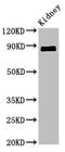 Cadherin-18 antibody, LS-C669825, Lifespan Biosciences, Western Blot image 
