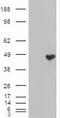 Carboxypeptidase A1 antibody, M05985, Boster Biological Technology, Western Blot image 
