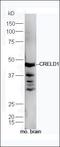 Cysteine-rich with EGF-like domain protein 1 antibody, orb182742, Biorbyt, Western Blot image 
