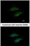 Mitochondrial Ribosomal Protein S23 antibody, PA5-31326, Invitrogen Antibodies, Immunofluorescence image 