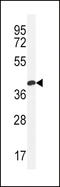 Claudin 16 antibody, LS-B10372, Lifespan Biosciences, Western Blot image 