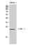 CCAAT Enhancer Binding Protein Gamma antibody, STJ91920, St John