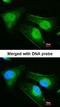 DnaJ Heat Shock Protein Family (Hsp40) Member B6 antibody, orb73673, Biorbyt, Immunofluorescence image 
