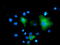 Mitogen-Activated Protein Kinase 7 antibody, TA502186, Origene, Immunofluorescence image 