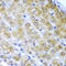 Bcl2 Modifying Factor antibody, LS-C348966, Lifespan Biosciences, Immunohistochemistry frozen image 