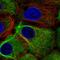 Keratin 19 antibody, HPA002465, Atlas Antibodies, Immunofluorescence image 