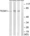 Testis Associated Actin Remodelling Kinase 1 antibody, PA5-39143, Invitrogen Antibodies, Western Blot image 