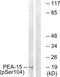 Proliferation And Apoptosis Adaptor Protein 15 antibody, AP55709PU-S, Origene, Western Blot image 