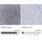 DNA damage-regulated autophagy modulator protein 2 antibody, NBP1-93463, Novus Biologicals, Immunohistochemistry paraffin image 