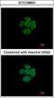 Ras-related protein Rap-2a antibody, GTX108831, GeneTex, Immunofluorescence image 