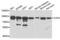 Ezrin antibody, AHP2464, Bio-Rad (formerly AbD Serotec) , Western Blot image 