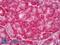 Ccn3 antibody, LS-B6407, Lifespan Biosciences, Immunohistochemistry frozen image 