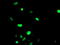 Forkhead Box I1 antibody, LS-C175148, Lifespan Biosciences, Immunofluorescence image 