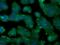 Nidogen 1 antibody, orb313919, Biorbyt, Immunofluorescence image 