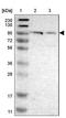 Cadherin 26 antibody, NBP1-80623, Novus Biologicals, Western Blot image 