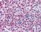 Metalloreductase STEAP4 antibody, NB100-80831, Novus Biologicals, Immunohistochemistry frozen image 