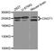 CCR4-NOT Transcription Complex Subunit 1 antibody, MBS129782, MyBioSource, Western Blot image 