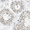 Heterogeneous nuclear ribonucleoprotein H2 antibody, HPA016884, Atlas Antibodies, Immunohistochemistry frozen image 