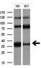 Fc Fragment Of IgG Receptor IIa antibody, GTX84513, GeneTex, Western Blot image 