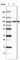 SEC63 Homolog, Protein Translocation Regulator antibody, HPA053295, Atlas Antibodies, Western Blot image 