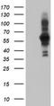PDZ and LIM domain protein 5 antibody, CF504449, Origene, Western Blot image 