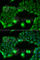 SSX Family Member 2B antibody, A6989, ABclonal Technology, Immunofluorescence image 