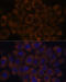 Ribosomal Protein L23a antibody, 19-275, ProSci, Immunofluorescence image 