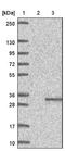 DnaJ Heat Shock Protein Family (Hsp40) Member B9 antibody, NBP1-87731, Novus Biologicals, Western Blot image 
