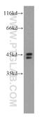 Protein Tob1 antibody, 14915-1-AP, Proteintech Group, Western Blot image 