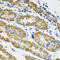 Hyaluronan And Proteoglycan Link Protein 1 antibody, 22-354, ProSci, Immunohistochemistry paraffin image 