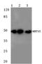Keratin 15 antibody, AP06196PU-N, Origene, Western Blot image 