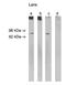 Ceramide Synthase 1 antibody, orb109380, Biorbyt, Western Blot image 