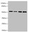 Serine/threonine-protein kinase 38-like antibody, orb356991, Biorbyt, Western Blot image 