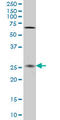 Protein cappuccino antibody, LS-C105154, Lifespan Biosciences, Western Blot image 