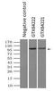 LEM Domain Containing 3 antibody, GTX84221, GeneTex, Immunoprecipitation image 