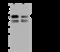 Cartilage-associated protein antibody, 201299-T44, Sino Biological, Western Blot image 