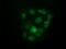 U2AF Homology Motif Kinase 1 antibody, M07817, Boster Biological Technology, Immunofluorescence image 