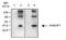 Adiponectin Receptor 1 antibody, ALX-210-913-R100, Enzo Life Sciences, Western Blot image 