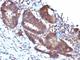 Transgelin antibody, V2877IHC-7ML, NSJ Bioreagents, Immunohistochemistry paraffin image 