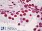 Histone H3 antibody, LS-B8086, Lifespan Biosciences, Immunohistochemistry frozen image 