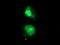 MIF4G domain-containing protein antibody, TA504558, Origene, Immunofluorescence image 